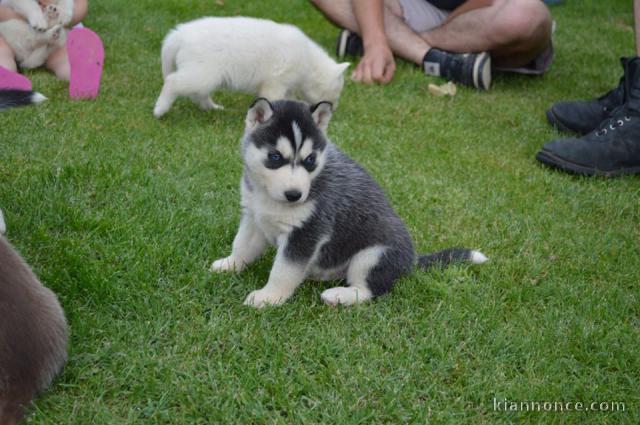 Magnifiques Chiots Husky Sibérien Lof