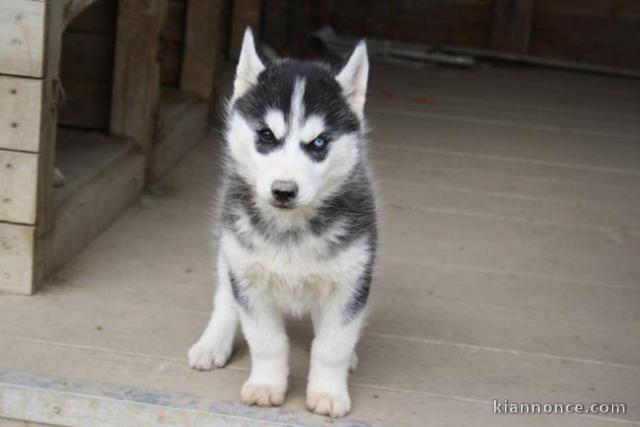 Magnifiques Chiots Husky Sibérien Lof