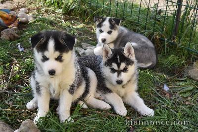 Magnifiques Chiots Husky Sibérien Lof