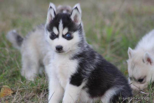 Magnifiques Chiots Husky Sibérien Lof