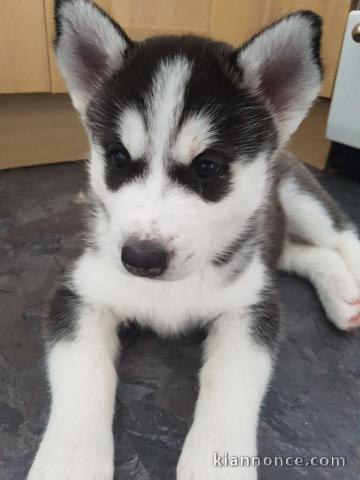 Magnifiques Chiots Husky Sibérien Lof