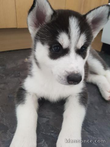 Magnifiques Chiots Husky Sibérien Lof