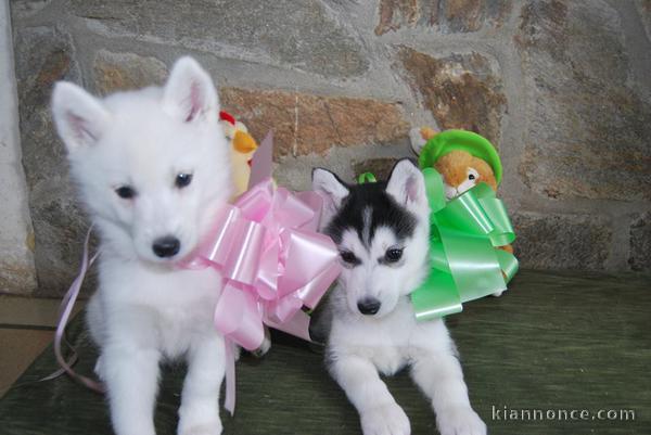 Magnifiques Chiots Husky Sibérien Lof