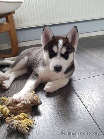 Magnifiques Chiots Husky Sibérien Lof