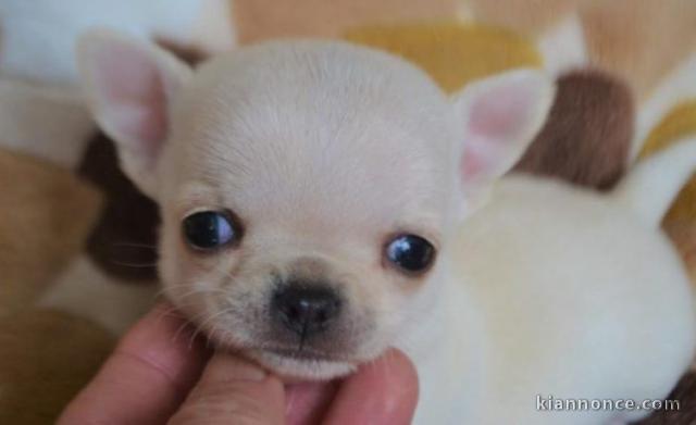 Chiots Chihuahua Chocolat lof