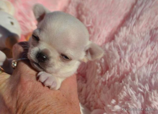 Chiots Chihuahua Chocolat lof