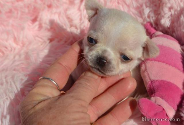 Chiots Chihuahua Chocolat lof