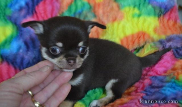 Chiots Chihuahua Chocolat lof