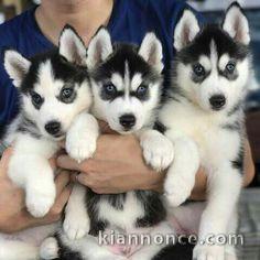 Disponibles «3 chiots husky sibérien