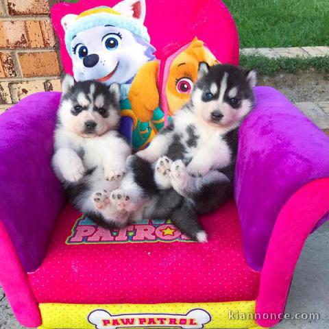 Disponibles «3 chiots husky sibérien