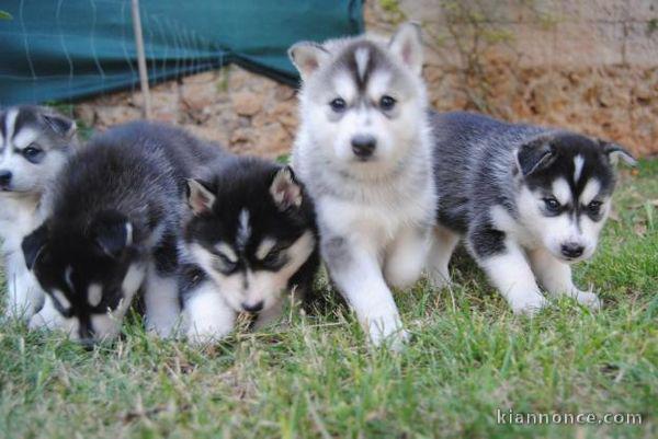 Disponibles «3 chiots husky sibérien