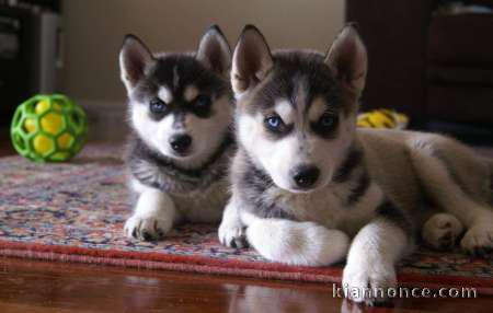 Disponibles «3 chiots husky sibérien