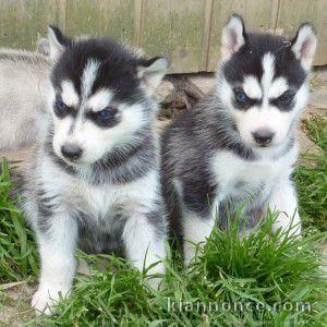 Disponibles «3 chiots husky sibérien