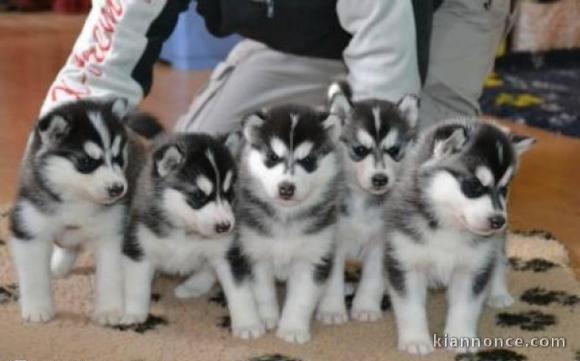 Disponibles «3 chiots husky sibérien