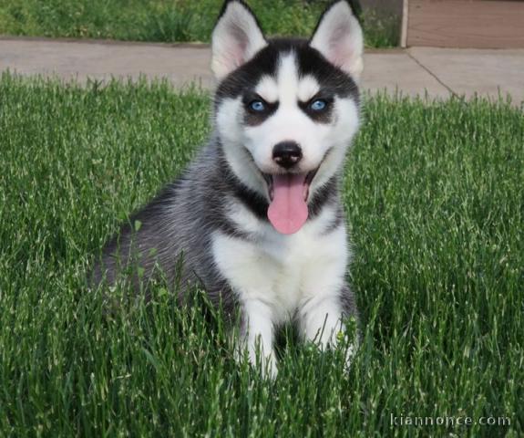 Disponibles «3 chiots husky sibérien