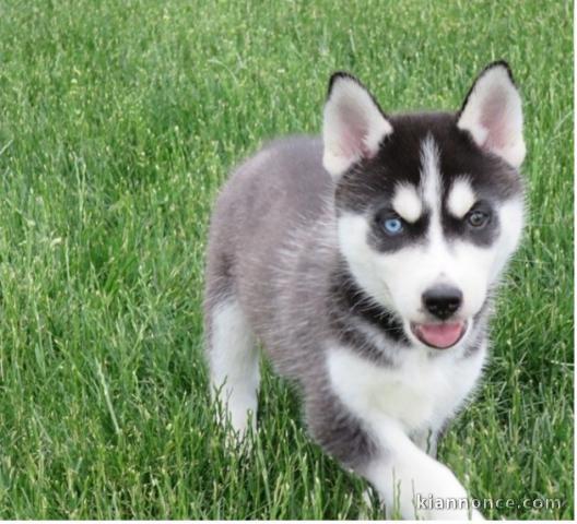 Disponibles «3 chiots husky sibérien