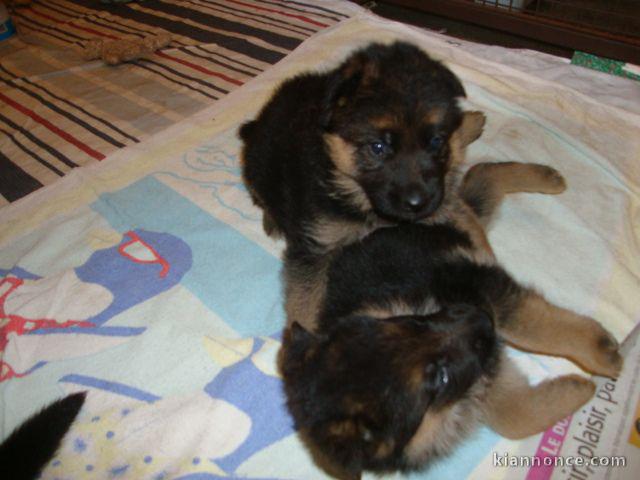 Chiots berger allemand lofs à réservé