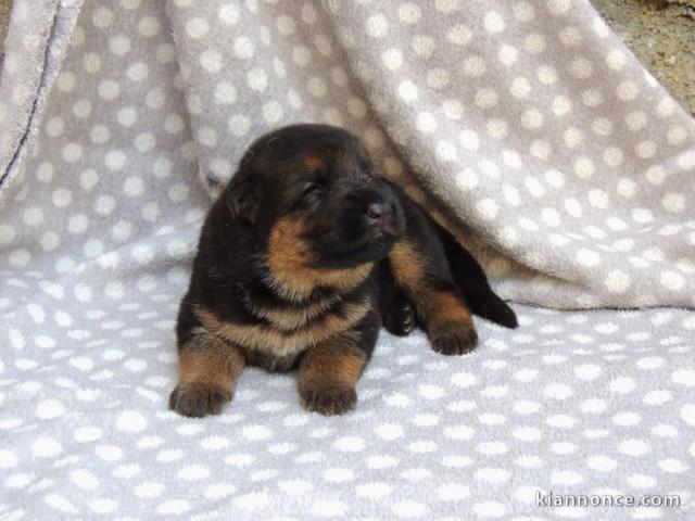 Chiots berger allemand lofs à réservé