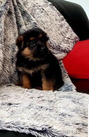 Chiots berger allemand lofs à réservé