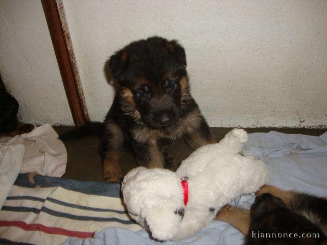 Chiots berger allemand lofs à réservé