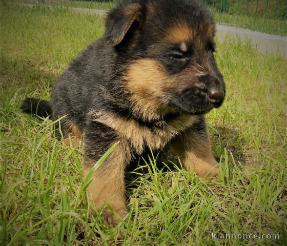 Chiots berger allemand lofs à réservé