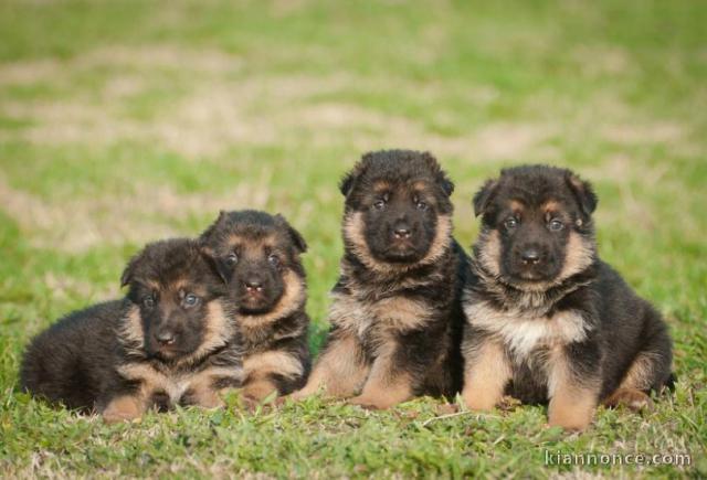 Chiots berger allemand lofs à réservé