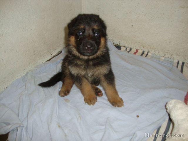 Chiots berger allemand lofs à réservé