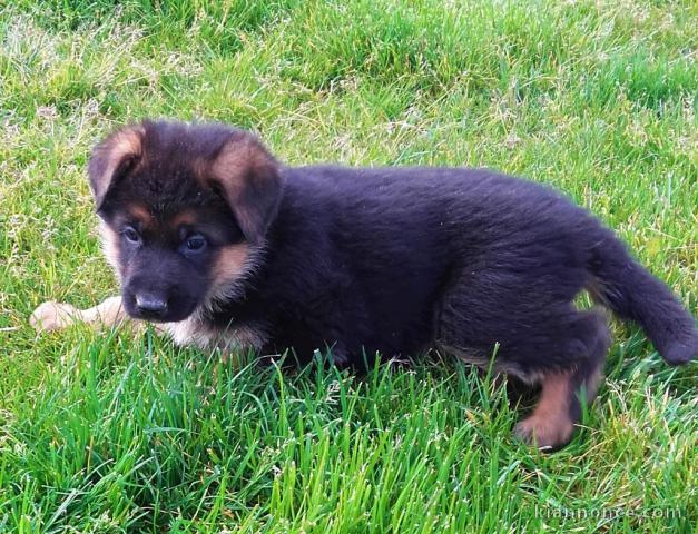 Chiots berger allemand lofs à réservé