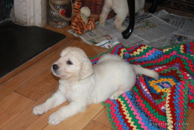 Chiots Golden Retriever