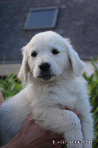 Chiots Golden Retriever