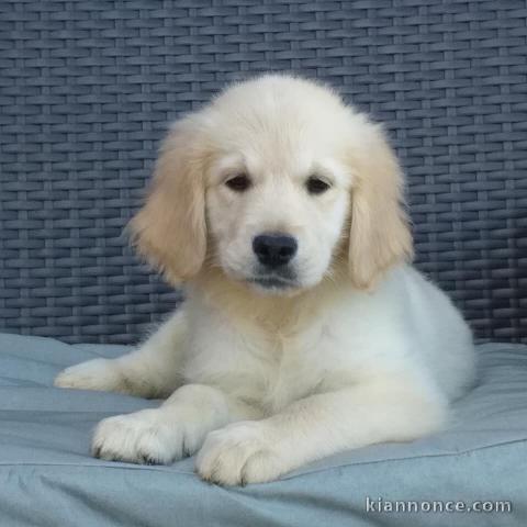 Chiots Golden Retriever