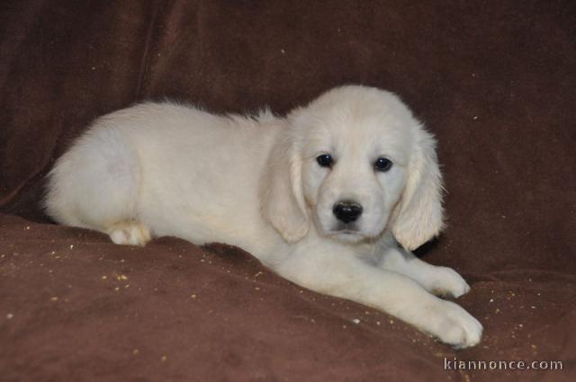 Chiots Golden Retriever