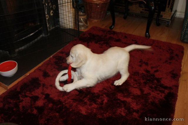 Chiots Golden Retriever