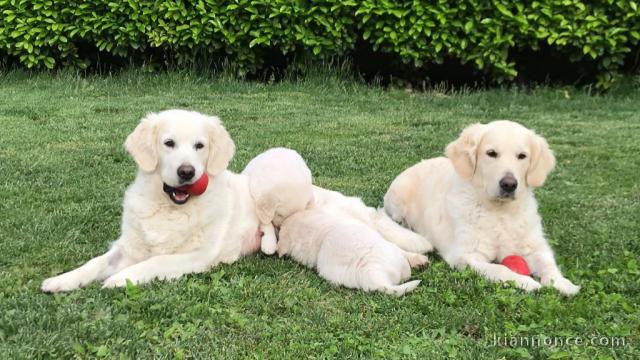 Chiots Golden Retriever