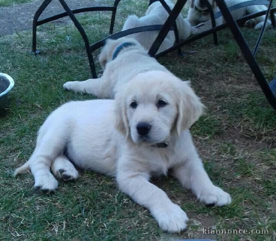 Chiots Golden Retriever