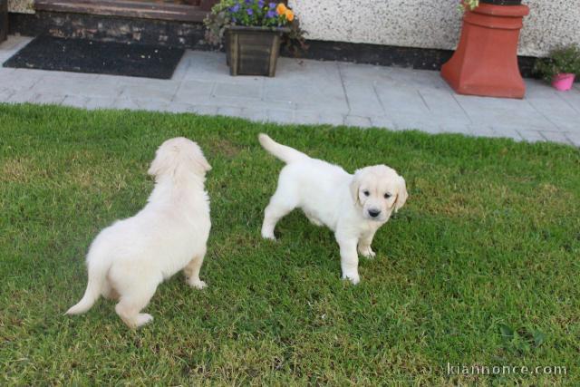 Chiots Golden Retriever