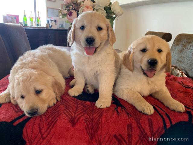 Chiots Golden Retriever