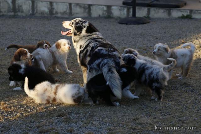 Chiots berger australiens 