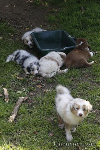 Chiots berger australiens disponible.