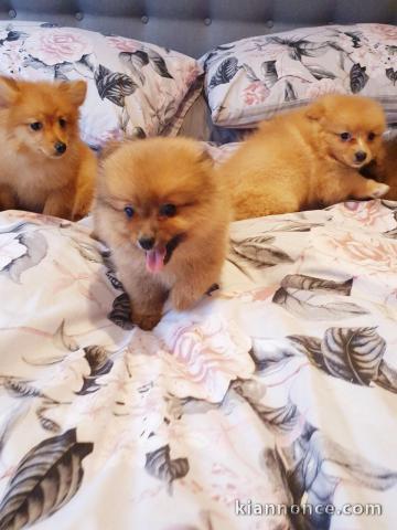 adorables chiots spitz nain 