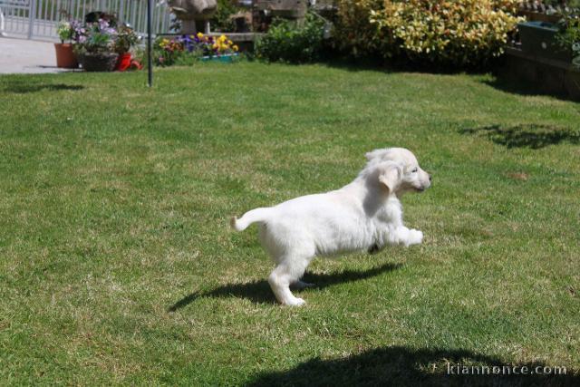 Chiots Golden Retriever