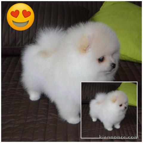	Adorable bb spitz pommeranian male et femelle 