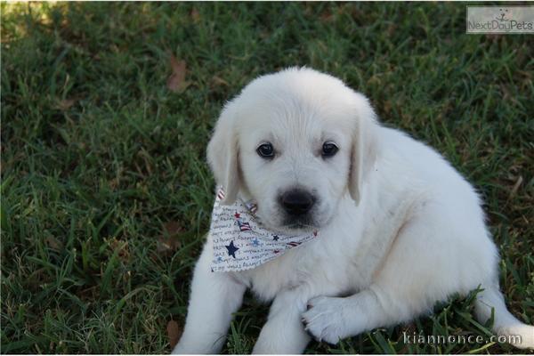 Chiots Golden Retriever