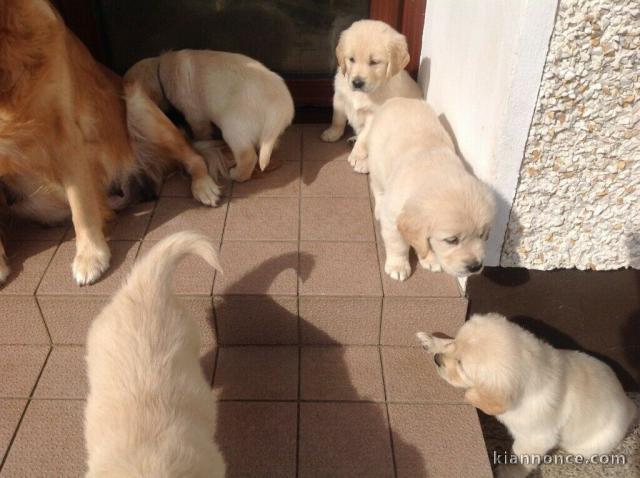 Chiots Golden Retriever