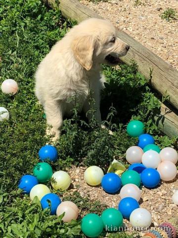 Chiots Golden Retriever