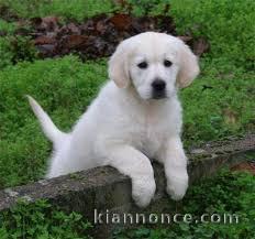 Chiots Golden Retriever