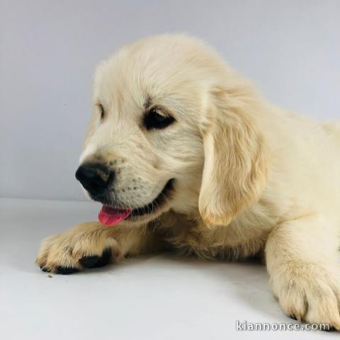 Chiots Golden Retriever