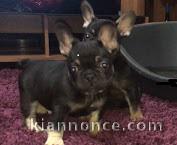 Chiot bouledogue francais LOF PUCE VACCINE