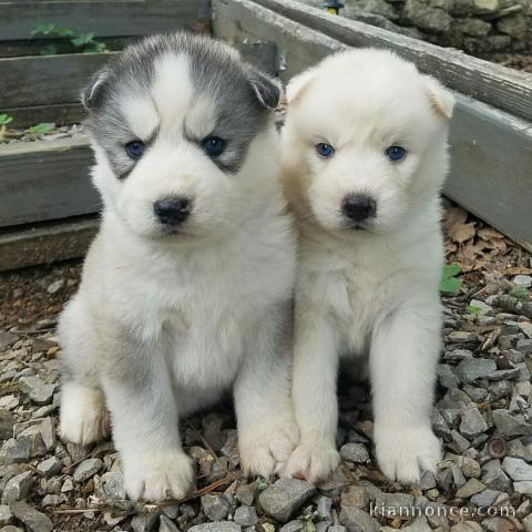 Adorables chiots  husky 