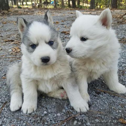 Adorables chiots  husky 